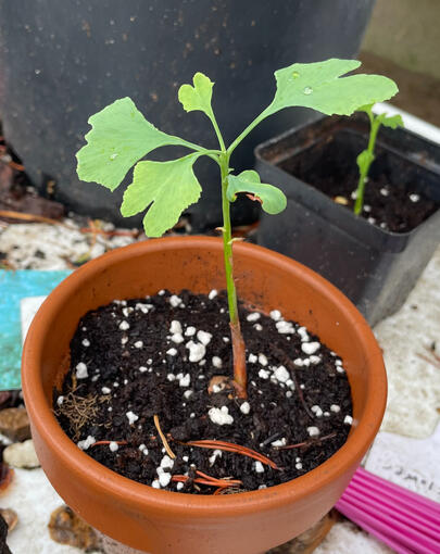 Ginkgo1 during August 2023, Still but a wee-lad. Ginkgo2 is visible in the background.