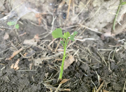 Ginkgo1 during August 2023, Still but a wee-lad. Ginkgo2 is visible in the background.