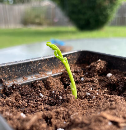 Ginkgo1 during August 2023, Still but a wee-lad. Ginkgo2 is visible in the background.