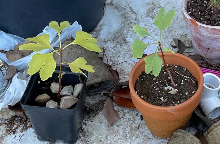 Ginkgo1 during August 2023, Still but a wee-lad. Ginkgo2 is visible in the background.