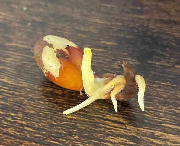 Ginkgo1 during August 2023, Still but a wee-lad. Ginkgo2 is visible in the background.